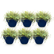 Thymus citr. Sambesi - Citroentijm - Geurend - Geel - 6 Planten