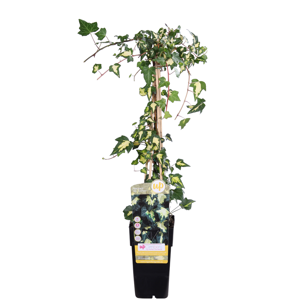 Productfoto van Hedera colchica 'Dentata Variegata'