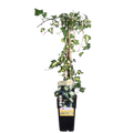 Productfoto van Hedera colchica 'Dentata Variegata'