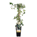 Productfoto van Hedera colchica 'Dentata Variegata'