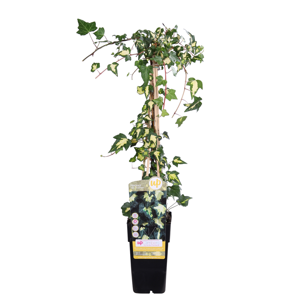 Productfoto van Hedera colchica 'Dentata Variegata'