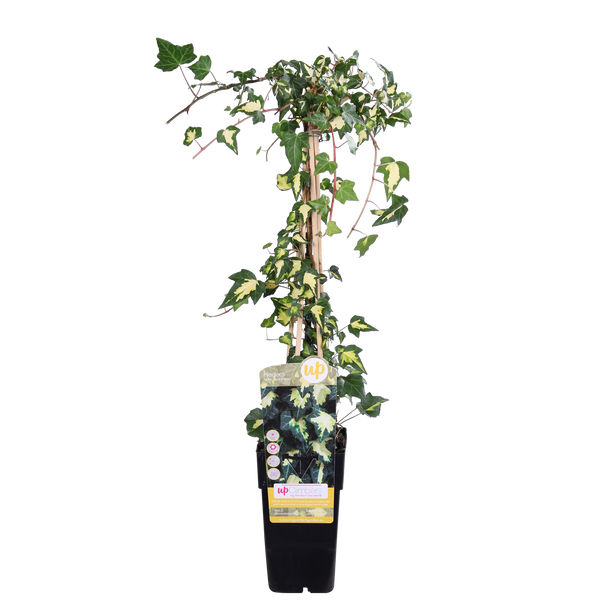 Hedera colchica 'Dentata Variegata'