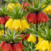 Keizerskroon Fritillaria imperialis mix