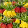 Keizerskroon Fritillaria imperialis mix