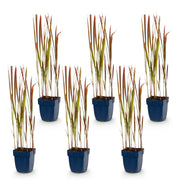 Imperata cylindrica Red Baron - Japans bloedgras - Rode uitlopers - Rood - 6 Planten