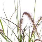 4x Pennisetum x advena Rubrum, kenmerkend blad