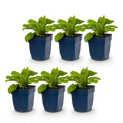 Digitalis mertonensis - Vingerhoedskruid - Schaduw - Roze - 6 Planten