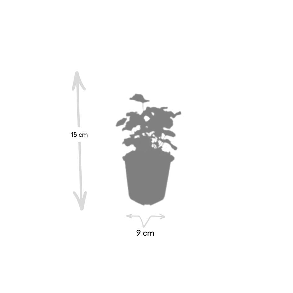 Alchemilla mollis, kenmerkend blad