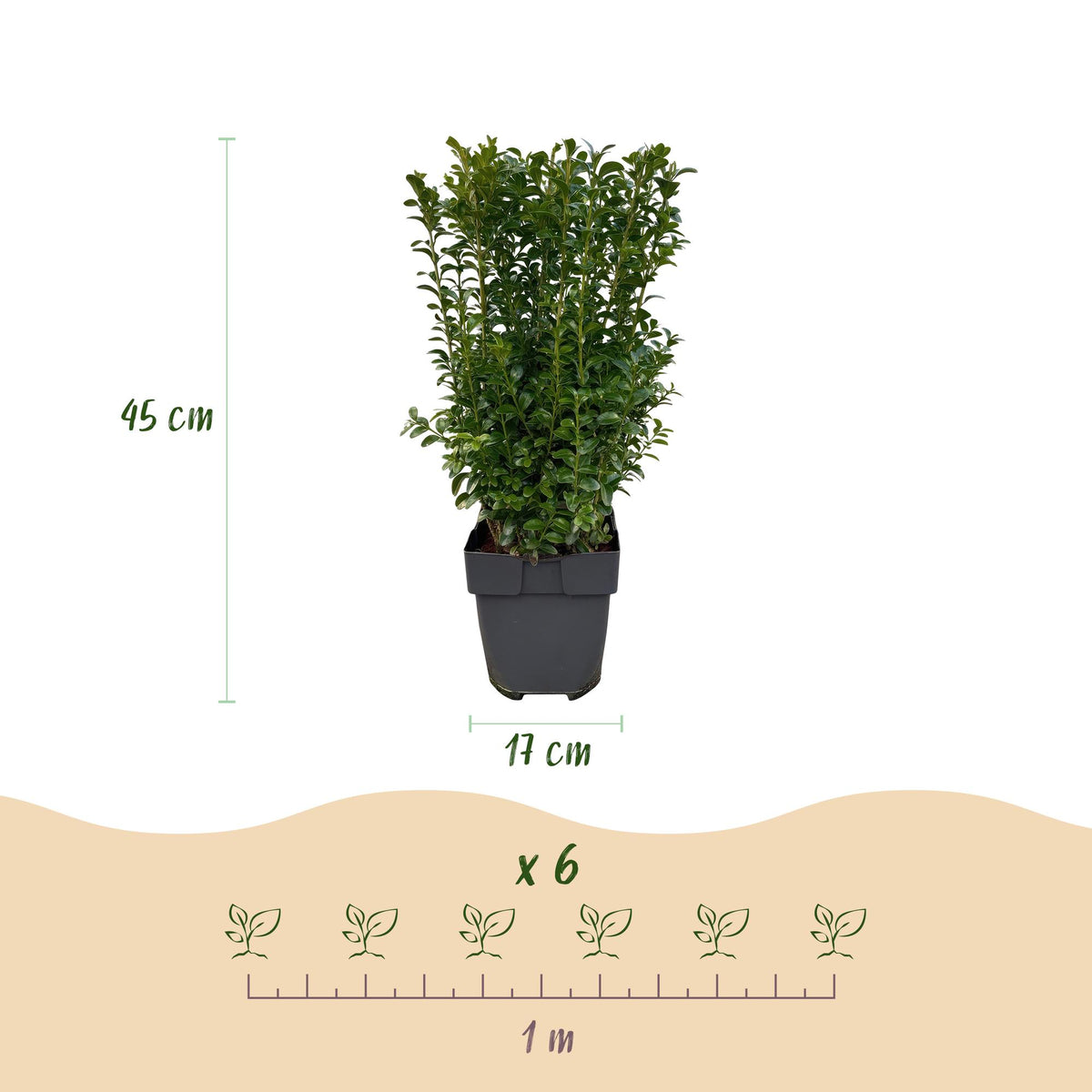 Buxus sempervirens, groene bladeren