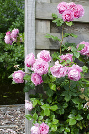 Rosa Crazy in love &