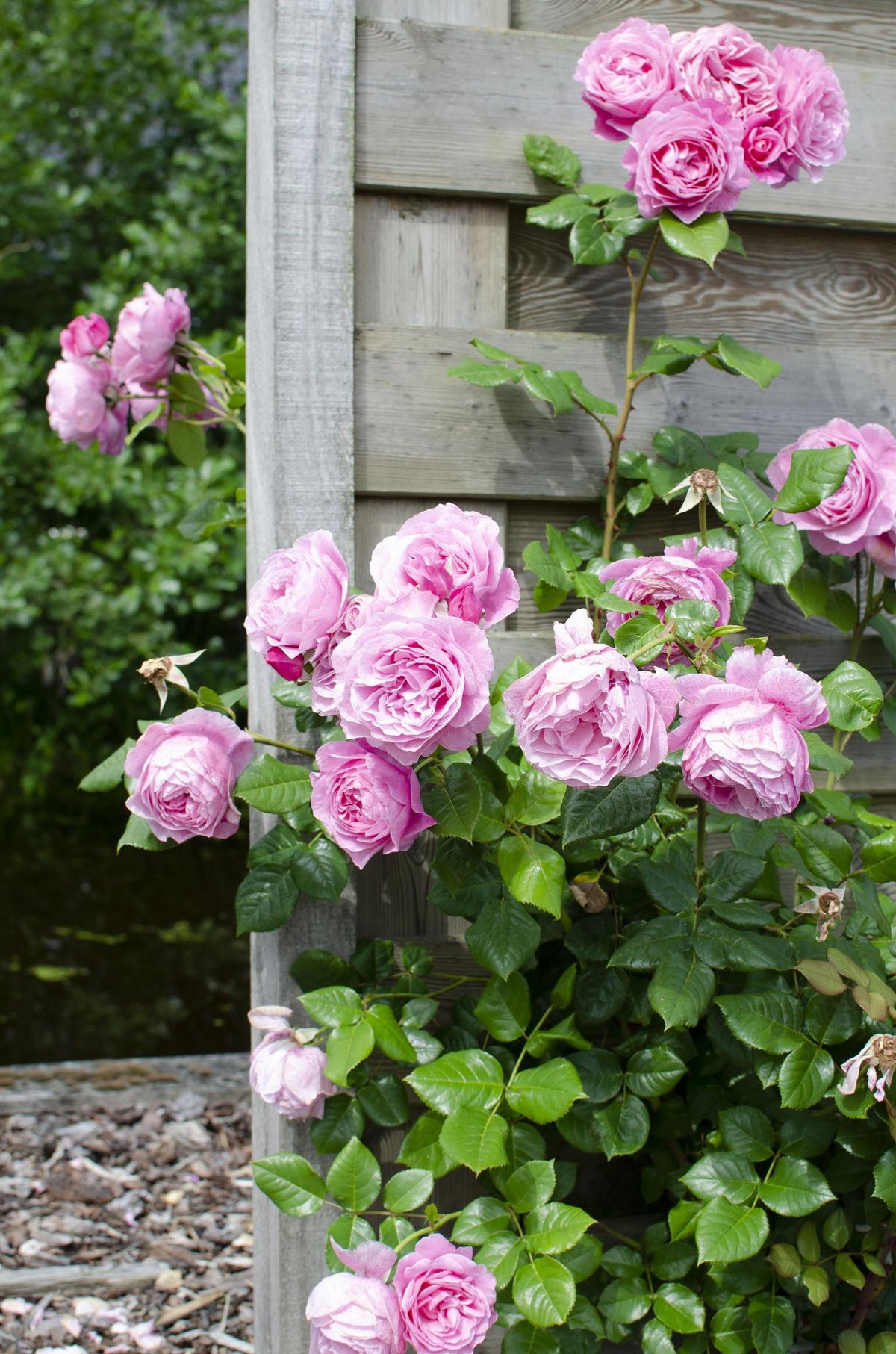 Productfoto van Rosa Crazy in love 'Pink' - Roze Roos