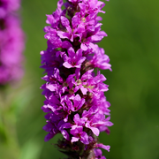Lythrum salicaria