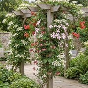 Klimplanten rainbow mix, vier soorten klimplanten