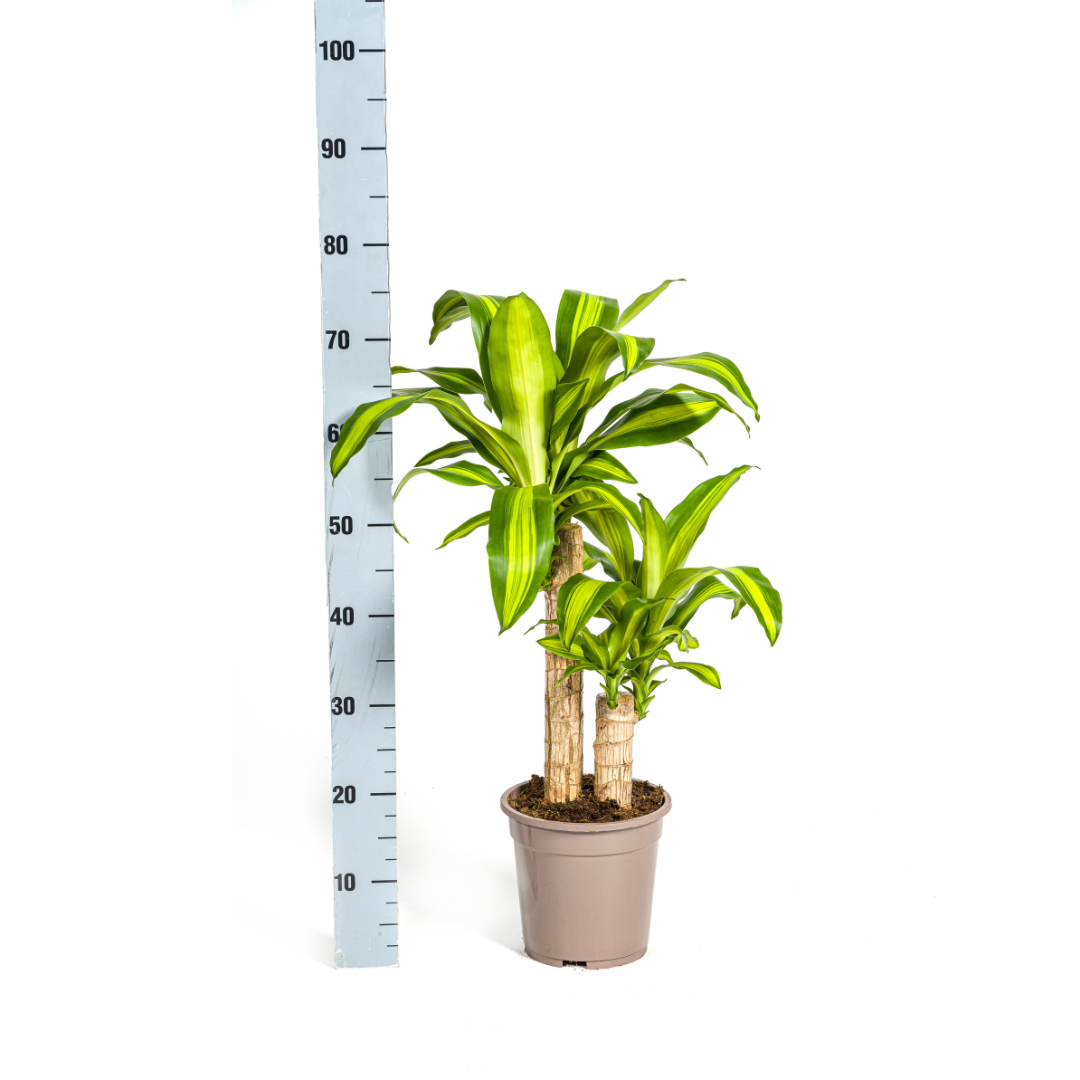 Dracaena Fragrans Massangeana, groeiwijze van de plant