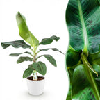 Musa acuminata Dwarf Cavendisch, groene bladeren