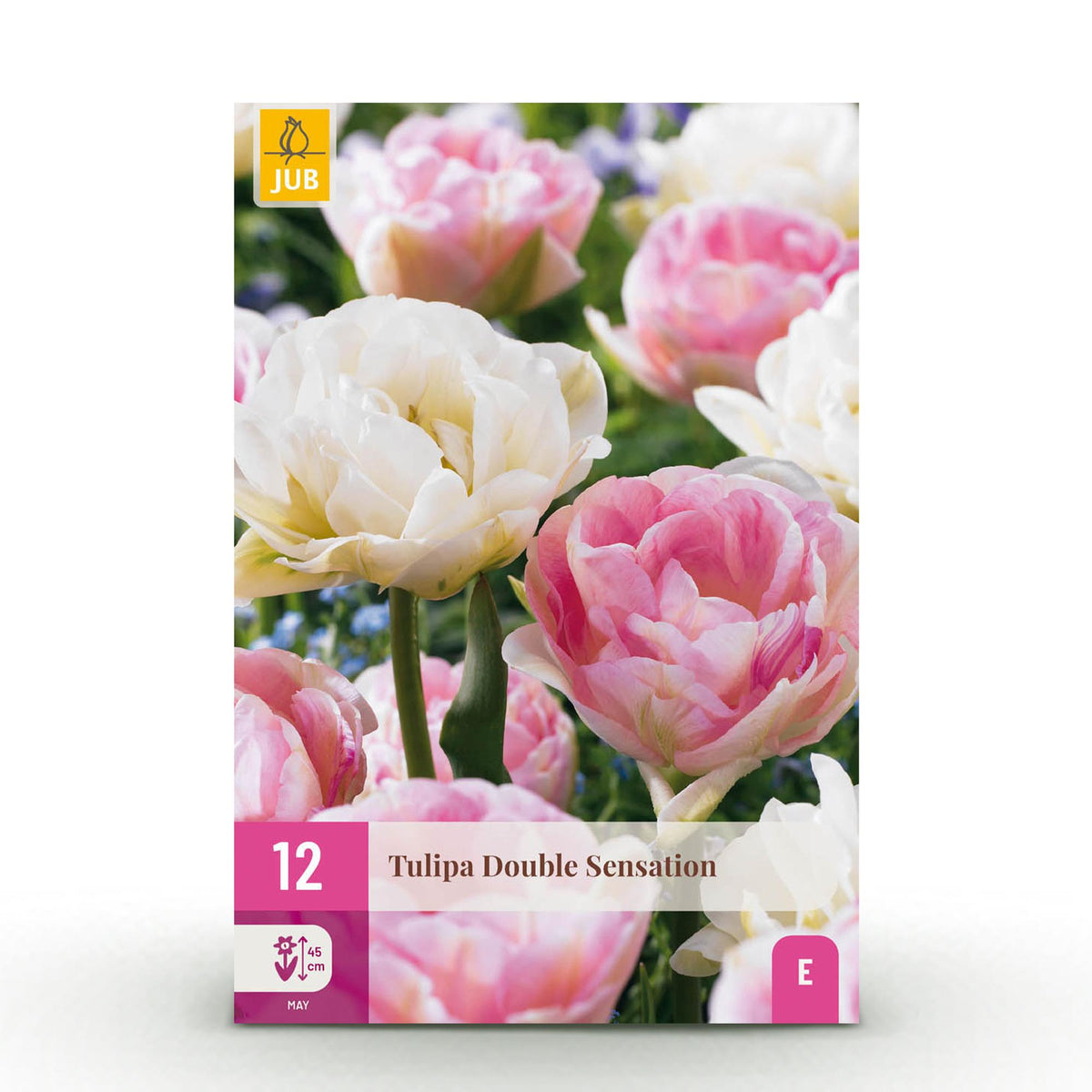 Tulp Double Sensation, detail van het blad