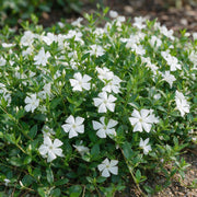 Vasteplant - Vinca minor Alba - Maagdenpalm - Bodembedekkend - Wit - 1 Plant - Pot 11cm - Hoogte 15-25cm