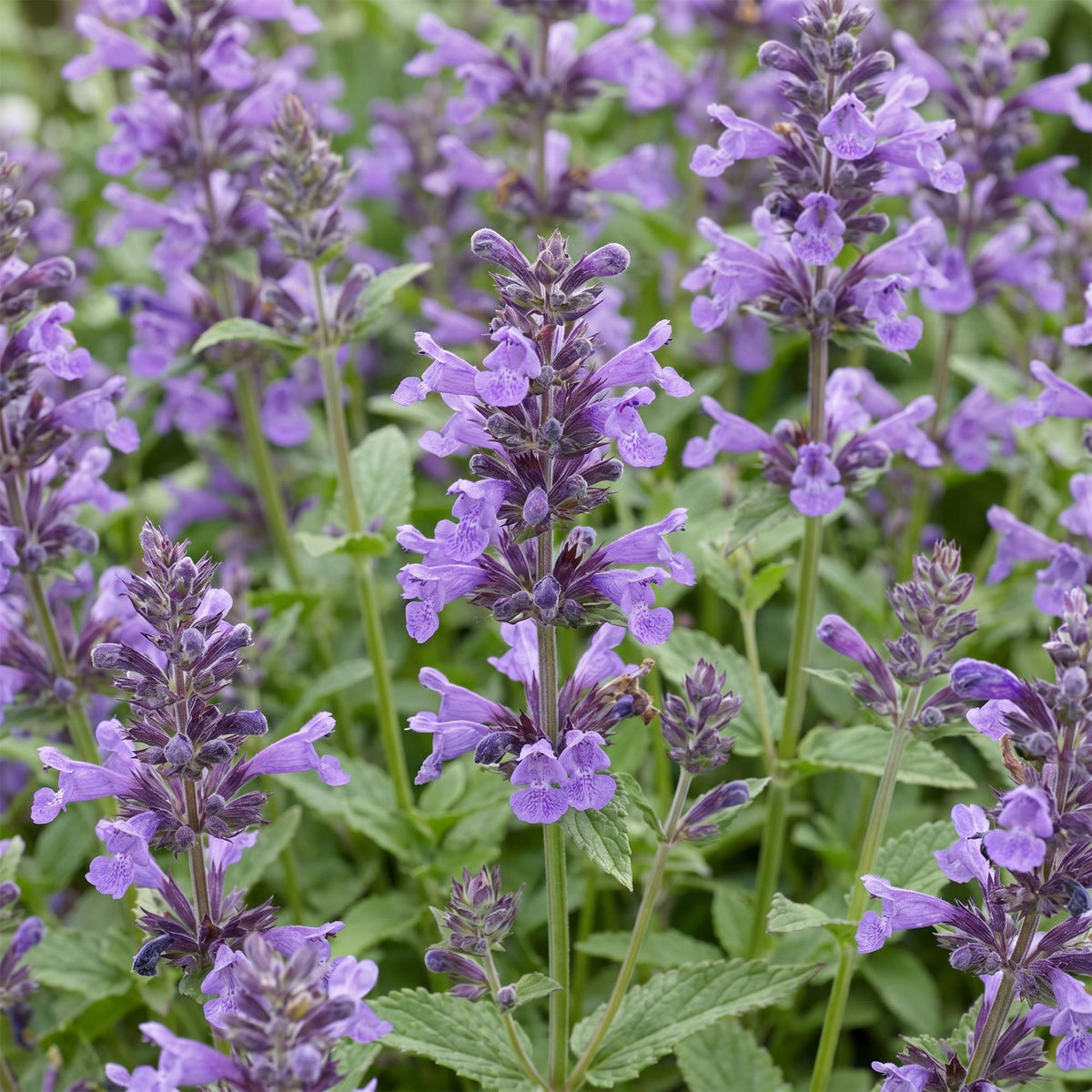 Kattenkruid nerv. Neptune, groeiwijze van de plant