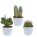 Productafbeelding van Pureplant