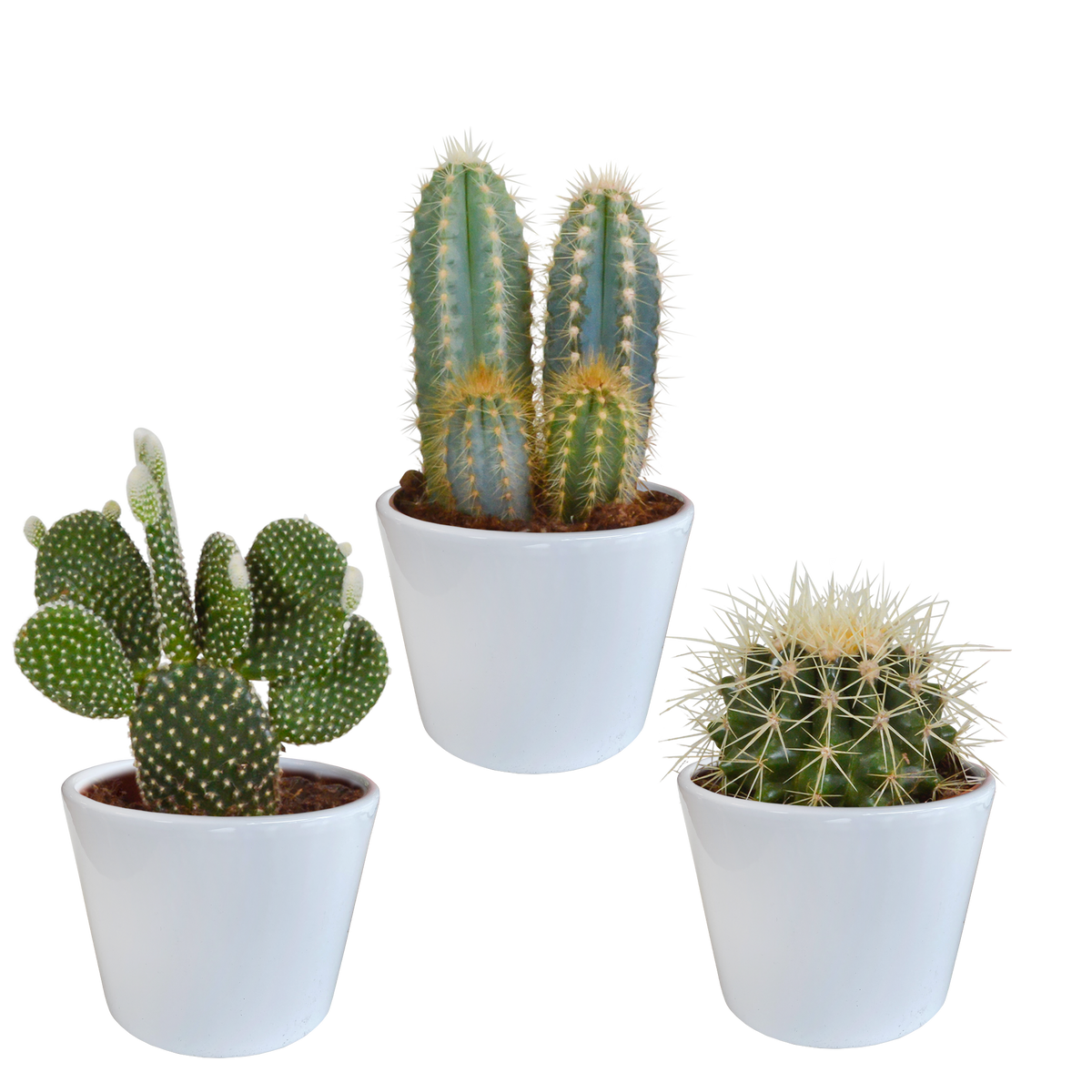 Productafbeelding van Pureplant