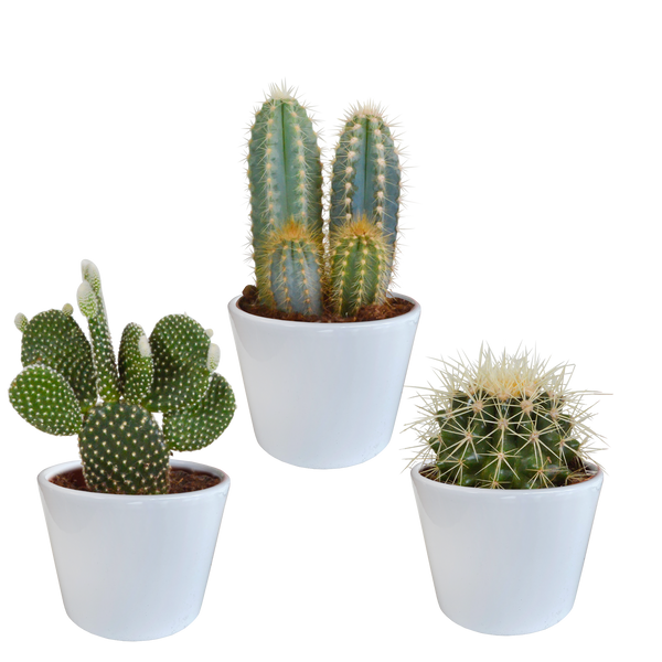Cactus mix