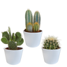 Cactus mix