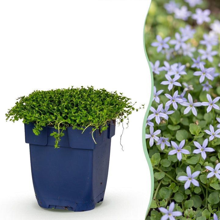Isotoma fluviatilis - Sterrenbloem - Rotsplanten - Licht Blauw - 6 Planten