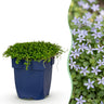Isotoma fluviatilis - Sterrenbloem - Rotsplanten - Licht Blauw - 6 Planten