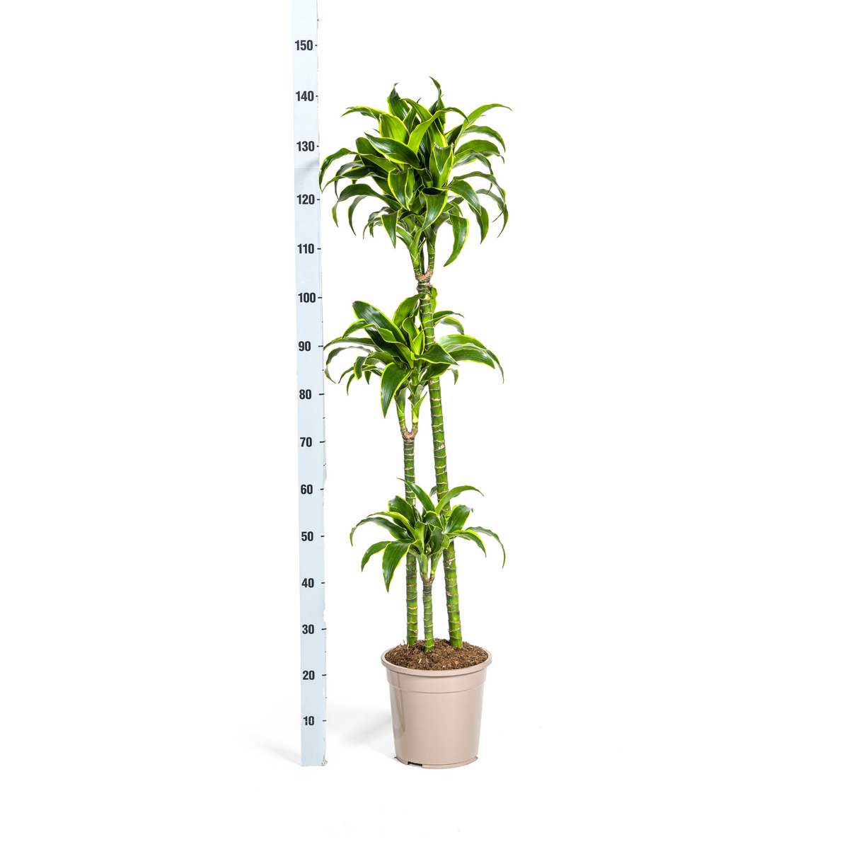 Dracaena Deremensis Dorado, detail van het blad