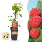 Frambozenplant Malling Promise, fruitgewas voor de tuin, detail van het blad
