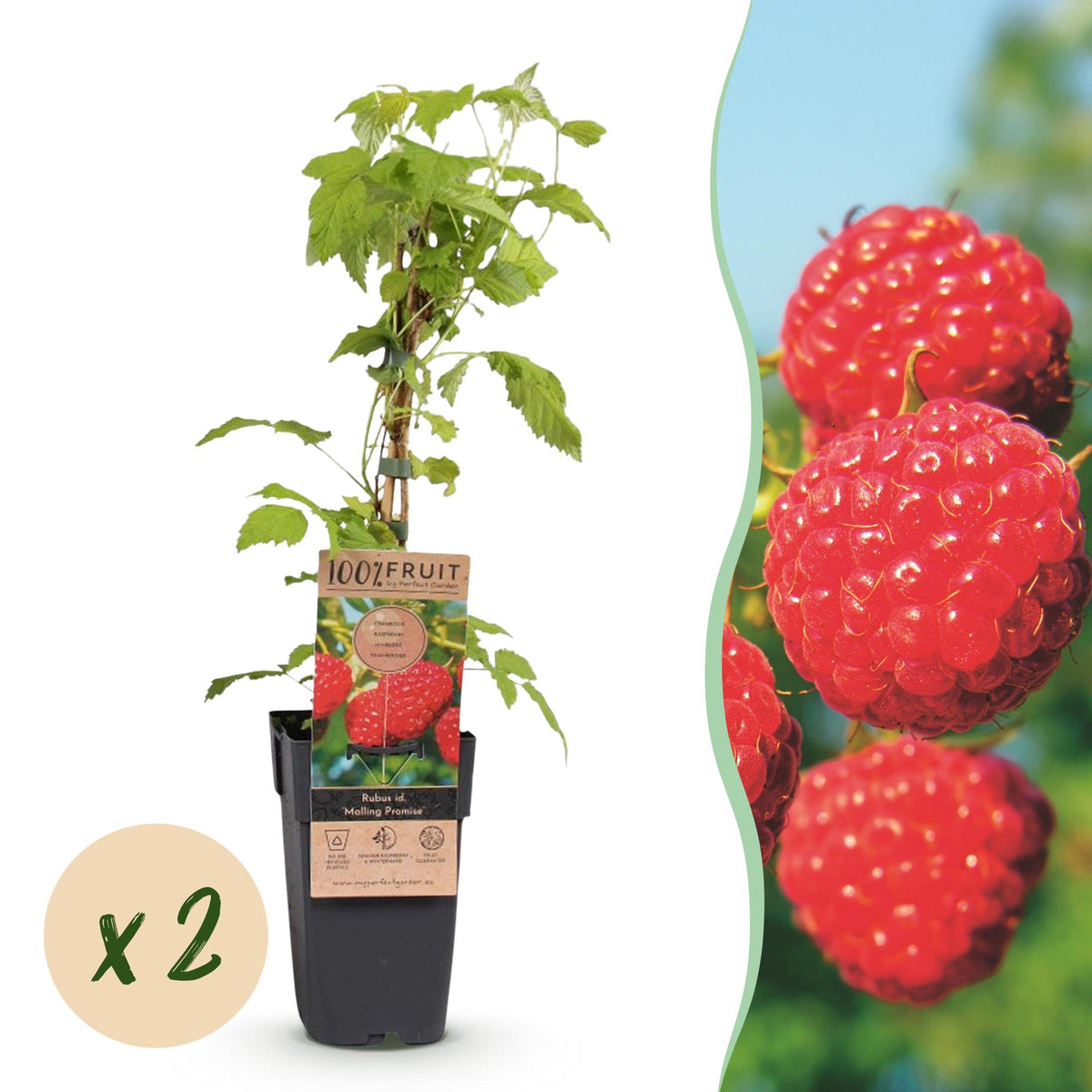 Frambozenplant Malling Promise, fruitgewas voor de tuin, detail van het blad