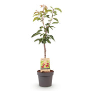 Prunus avium Regina
