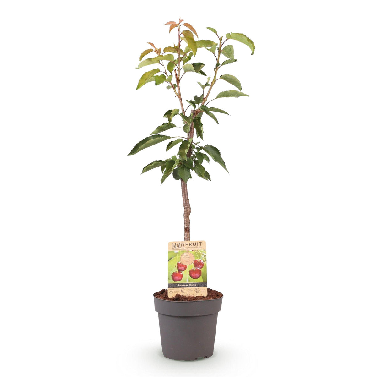 Prunus avium Regina, kenmerkend blad