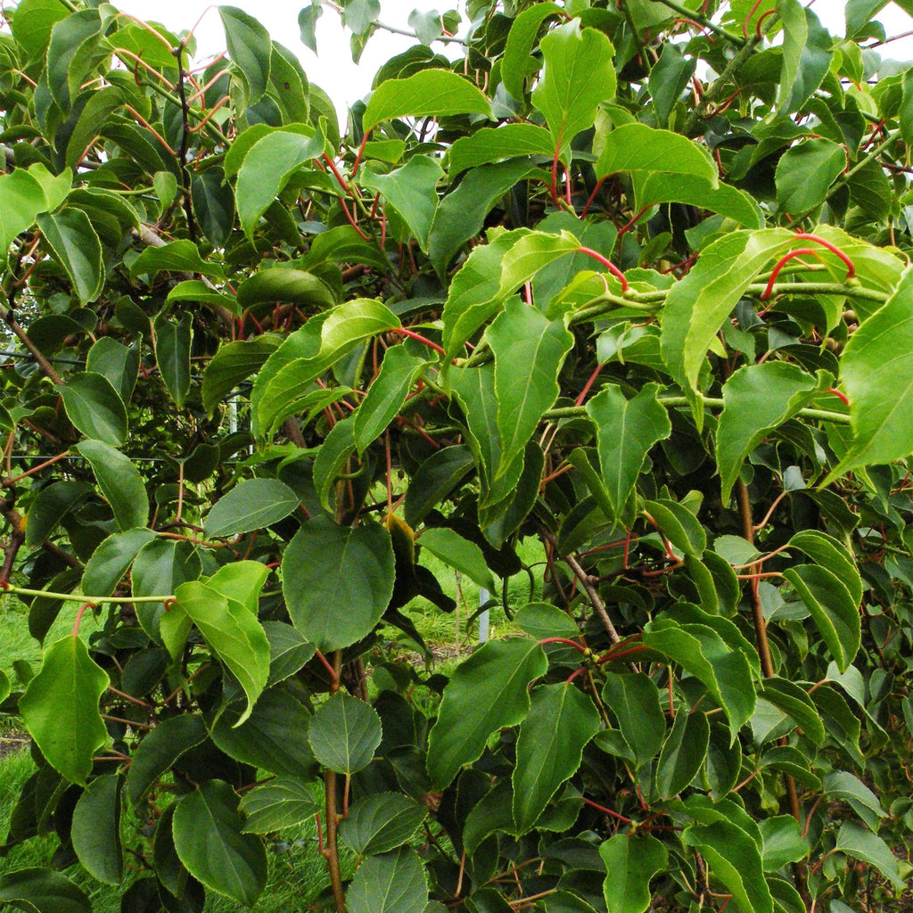 Kiwibessenplant Weiki (mannelijk), groene bladeren