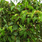 Kiwibessenplant Weiki (mannelijk), groene bladeren