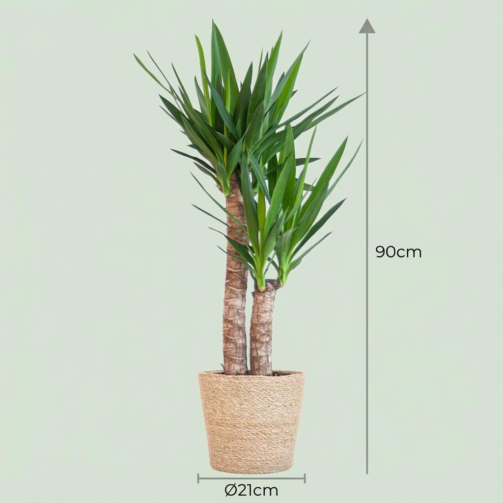 Yucca Elephantipes met Zeegras mand naturel, kenmerkend blad