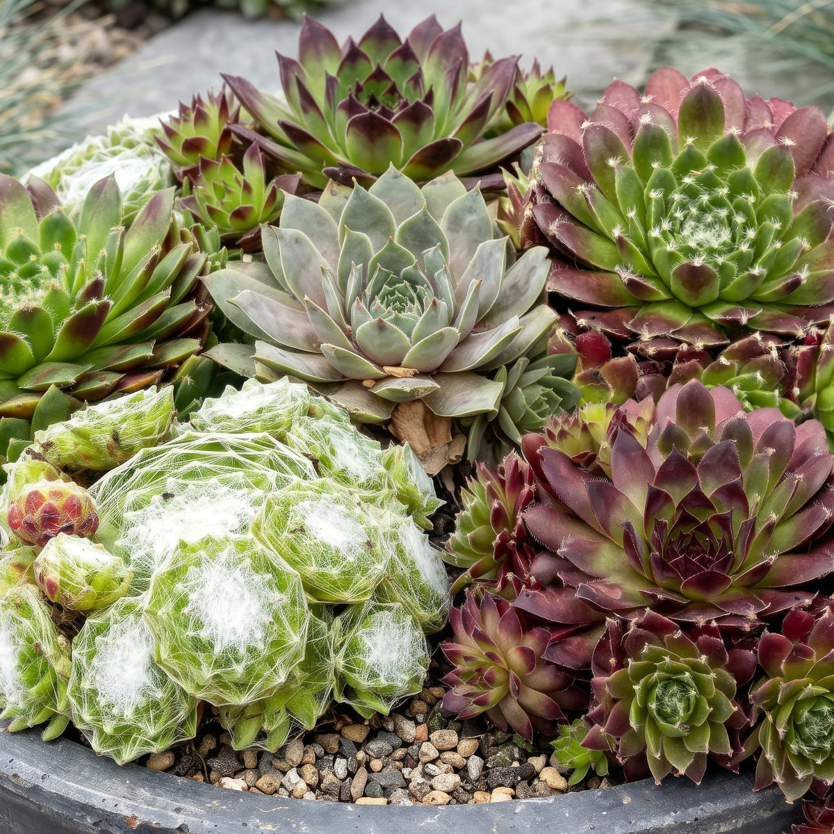 Sempervivum Big Sam, 12 cm hoog, groeiwijze van de plant