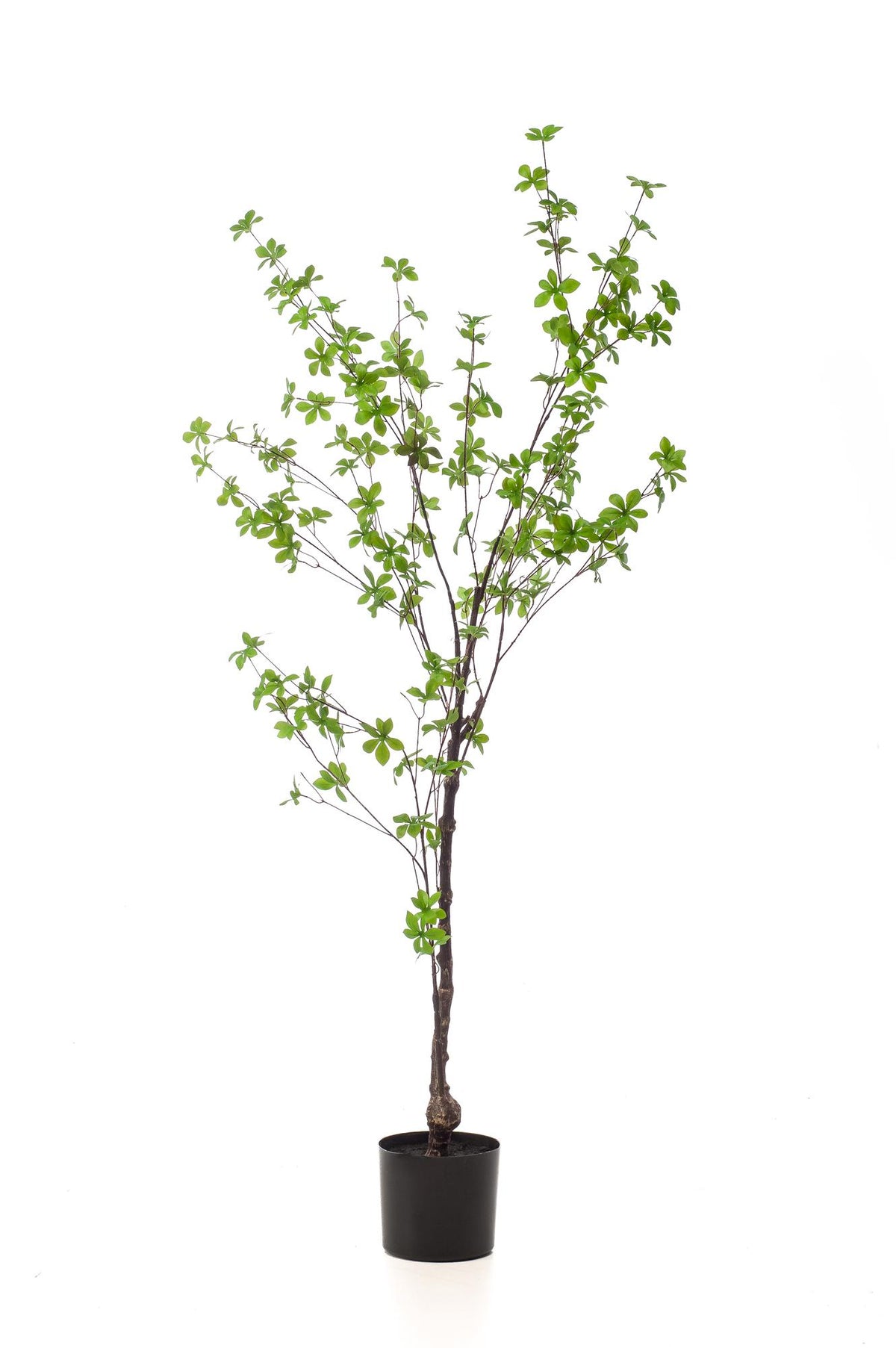 Productafbeelding van Pureplant