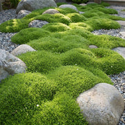 Sagina subulata - Vetmuur - Rotsplanten - Wit - 24 Planten