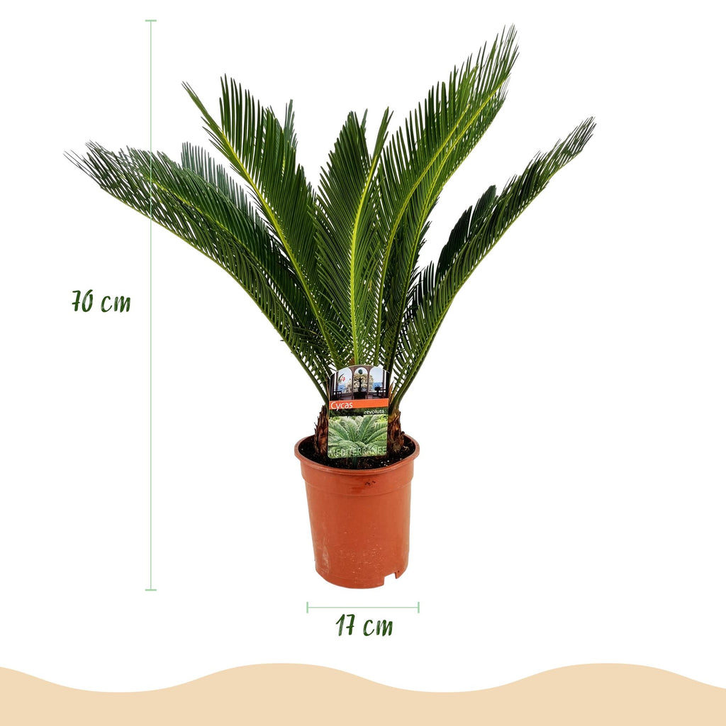 Cycas revoluta, 55-65 cm hoog, compacte plant