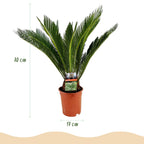 Cycas revoluta, 55-65 cm hoog, compacte plant