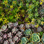 Rotsplanten mix - 8 stuks, groeiwijze van de plant
