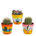 Productfoto van Bolcactus mix | 3 stuks - in Mexicaanse pot