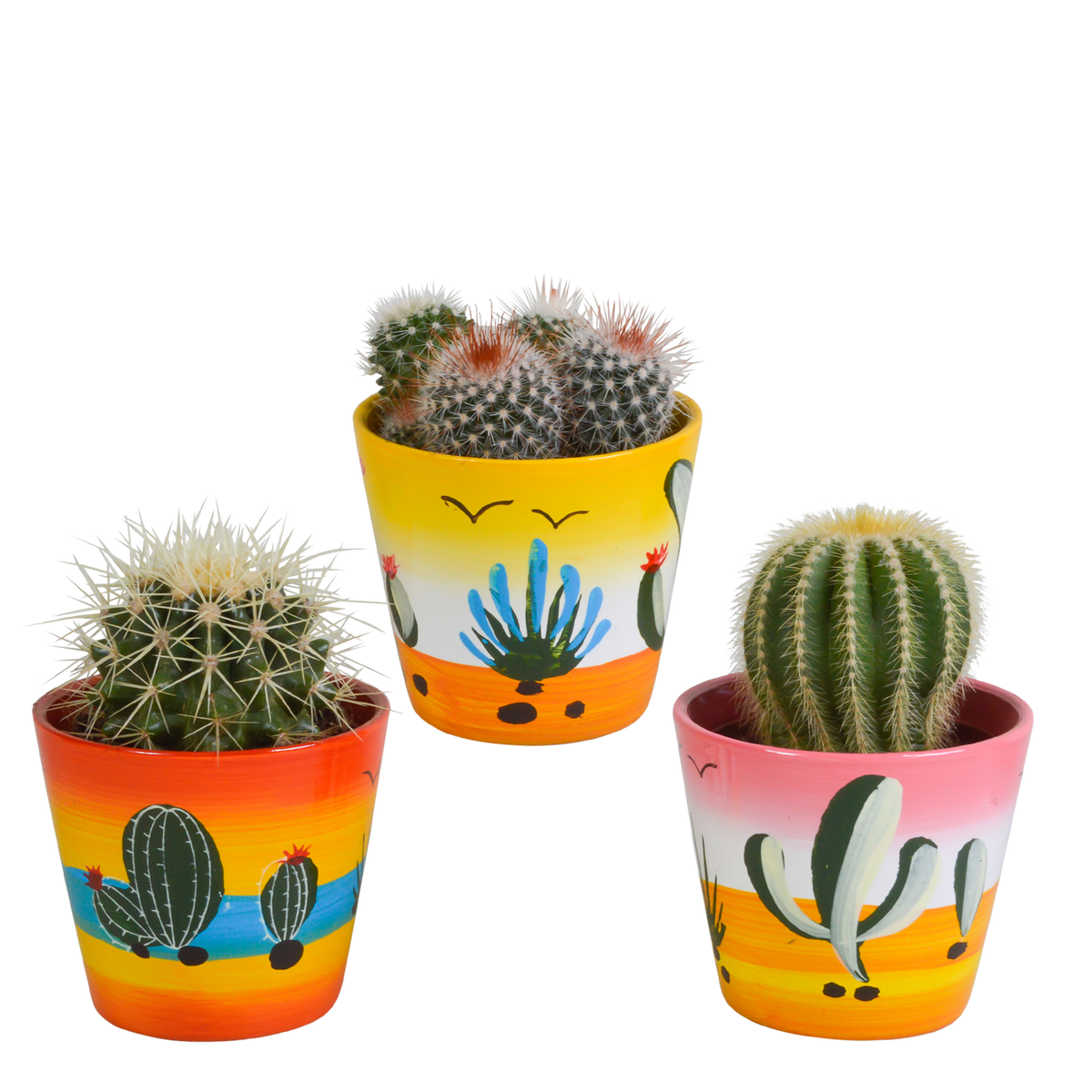 Productfoto van Bolcactus mix | 3 stuks - in Mexicaanse pot