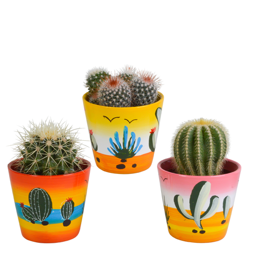 Productfoto van Bolcactus mix | 3 stuks - in Mexicaanse pot