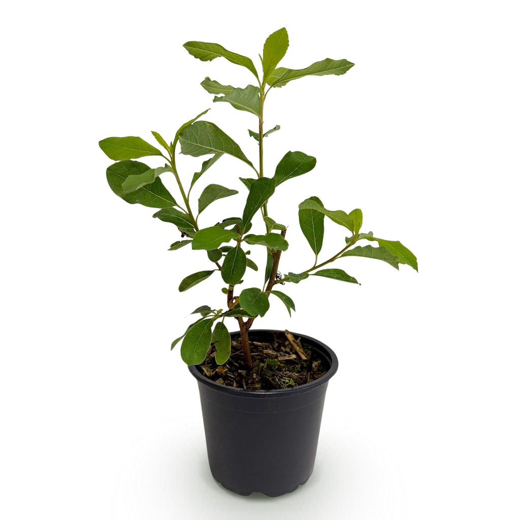 Cornus Florida, decoratieve plant