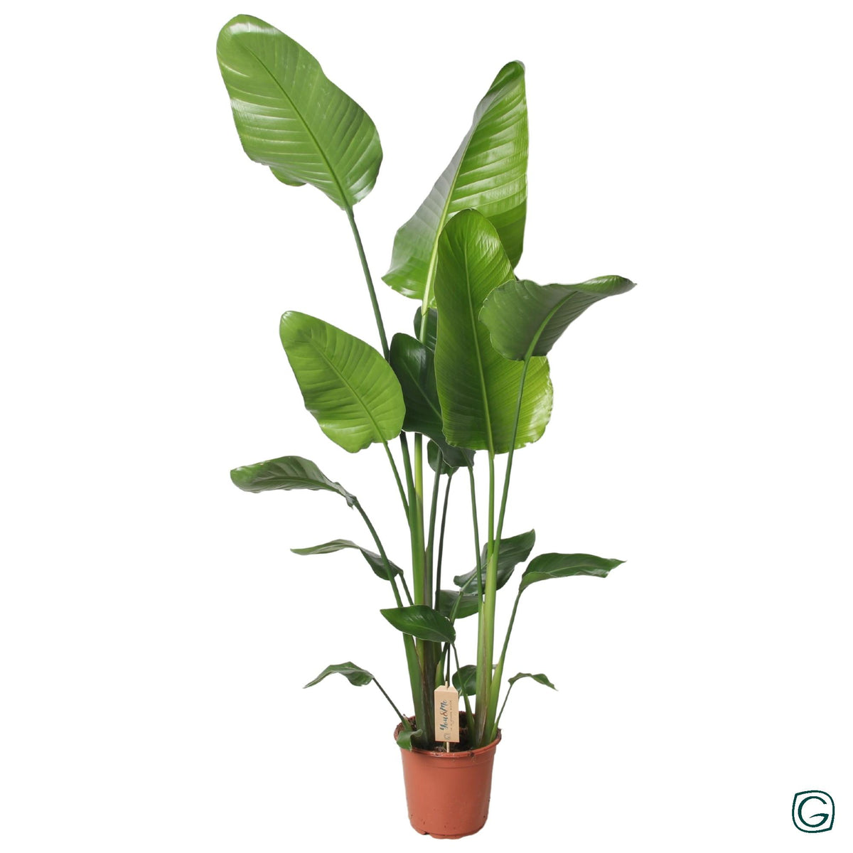 Productfoto van Strelitzia Nicolai