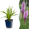 Liatris spicata - Lampenkruid - Paars - 24 Planten