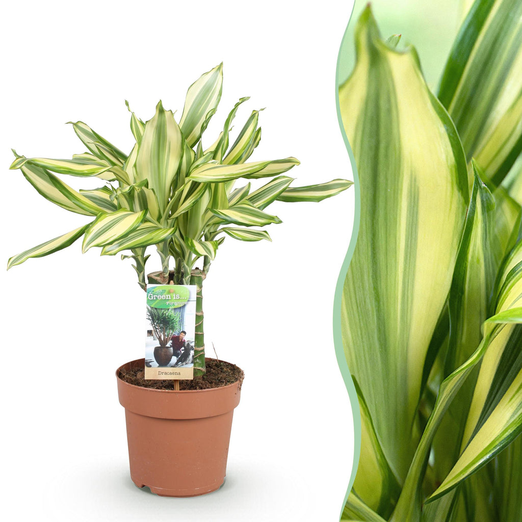 Dracaena fragrans Diamond Dream, plant in pot