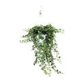 Productfoto van Hedera Wonder Green